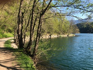 lake in the forest