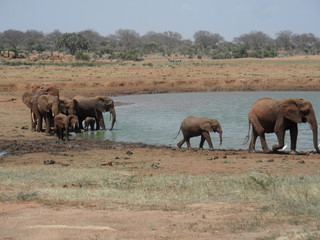 Naklejka na ściany i meble Elephants in kenya at water