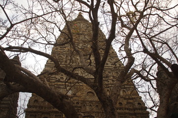Mahabodhi Temple and linden