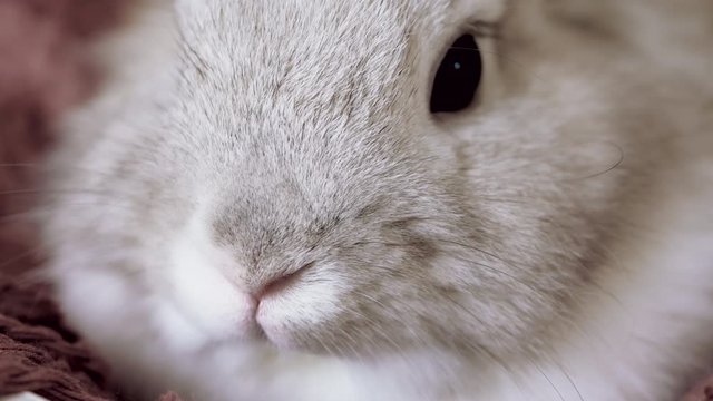 Decorative Rabbit With Chinchilla Fur Color Sits Sleepy in Cosy Wooden Box on a Plaid. Domestic Animals Close up. Bunny Nose and Eye Macro Video