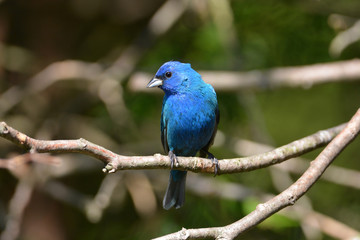 Colorful Indigo bunting bird perched in a cedar tree