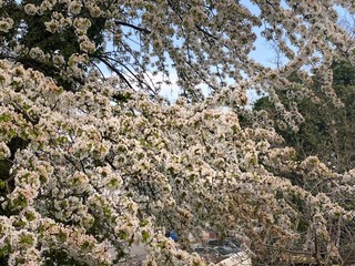 blooming cherry tree