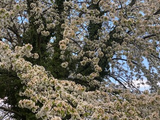 blooming cherry tree