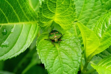 隠れているつもりでも。
独特の模様でバレてます！