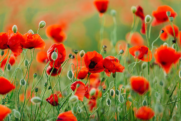 Obraz premium Poppy flower field