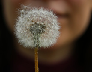 Fototapeta premium macro photo of dandelion on the background of a girl's face
