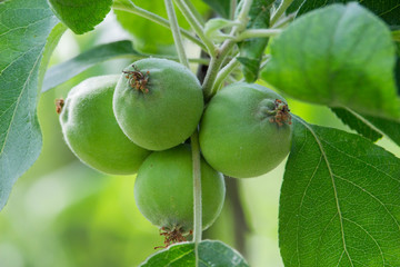 Apple ripening on tree branch