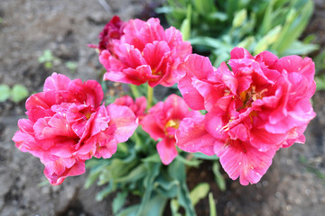 pink lush opened tulips on a flower bed in the garden, women's happiness-gardening hobby