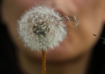 macro photo of dandelion on the background of a girl's face