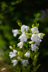 Details of blooming white peach-leaved bellflowers (campanula)