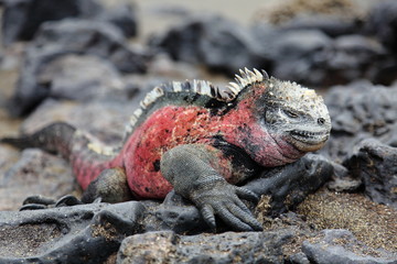 iguana on the rocks