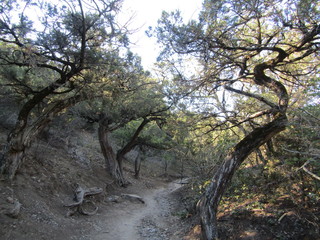 trees in the forest