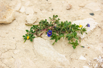Small blue and yellow flowers grow on arid soil