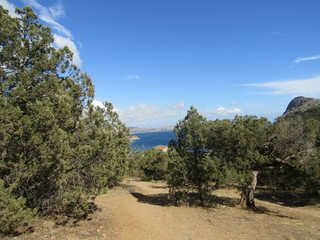 pine tree on the mountain