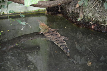 Close up of crocodile in the zoo