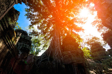 Old temple under roots of a banyan in Bayon Wat Siem Reap Cambodia with Sun light  and Lens flare Dark Tone