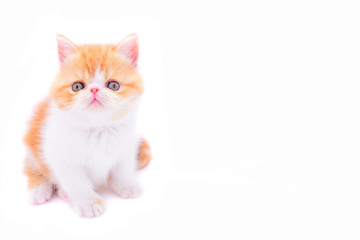 red kitten with white background