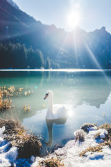 swan on winter lake