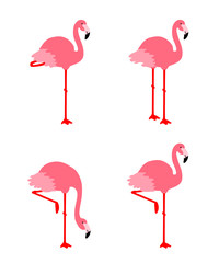 Pink colored flamingo. Tropical bird. Vector cartoon illustration set isolated on a white background.