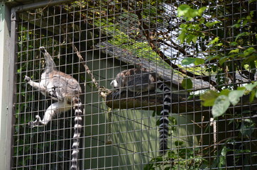 The ring-tailed lemur (Lemur catta)