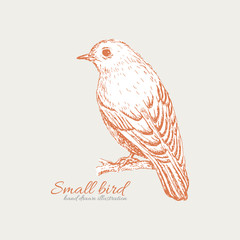 Small bird on branch. Forest bird hand drawn vector illustration for background or texture