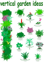 Concept for vertical garden  - 13 pot plants for green wall with their names 