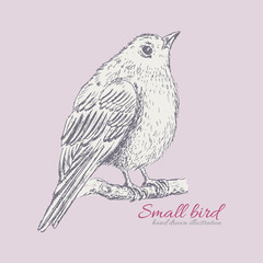 Small bird on branch. Forest bird hand drawn vector illustration for background or texture
