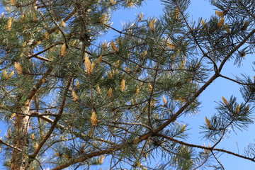 
Flowers - candles appeared on a pine in the spring