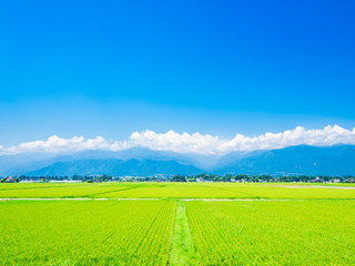 Naklejka premium 夏の田園風景 安曇野