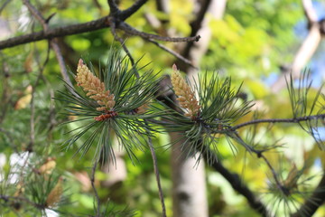 
Flowers - candles appeared on a pine in the spring