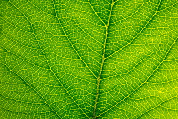 Fototapeta na wymiar Close up leaf texture. Macro background