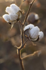 Cotton bolls together