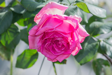 close up pink rose. nature backround