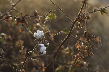 Dry leaves and cotton flower
