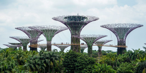 Singapore Super Tree Grove