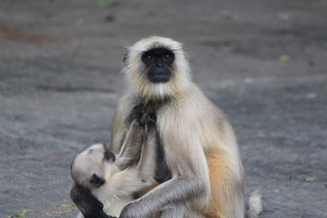 Monkey Is Take Caring Of his Child