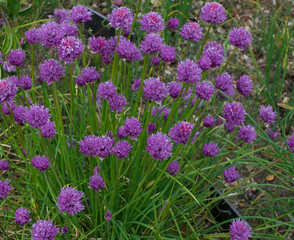 Herbal image showing chives plant in flower with pinky purple blooms