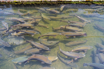 School of large Rainbow Trout congregating in an industrial pool of a fish hatchery near Asheville, North Carolina. These fish and their offspring are released into the local streams and rivers.