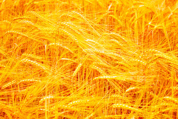 Blurred background. field. spikelets of wheat
