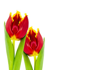 spring colorful flowers tulips. nature