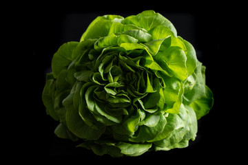Top view of detail of trocadero lettuce on black background