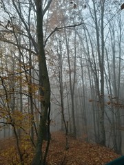 Fototapeta na wymiar foggy day in the autumn forest
