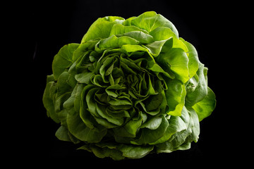 Top view of trocadero lettuce on black background