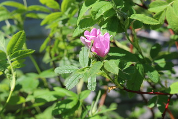 
Delicate pink flower blooms on a rosehip bush in spring