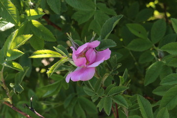 
Delicate pink flower blooms on a rosehip bush in spring