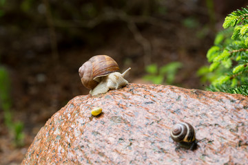 Ślimak winniczek, Helix pomatia, na mokrym kamieniu © Joanna