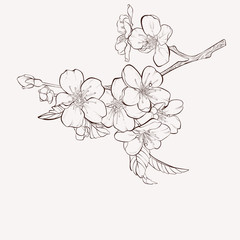 Sketch of blossoming Apple tree branch. element for your design. Vector illustration, flower drawings.