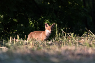 A young red fox cub, outside, very low perspective