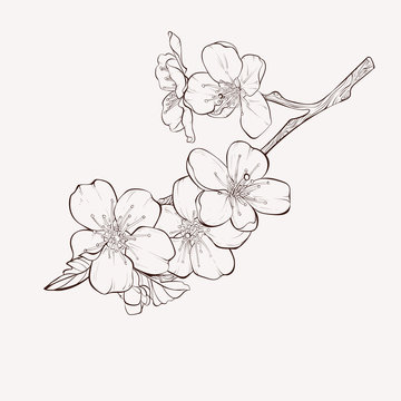 Sketch Floral Botany Collection. Apple tree branch with flower drawings. Black and white with line art on white backgrounds. Hand Drawn Botanical Illustrations.