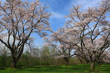 Obraz premium 春の雫石川園地